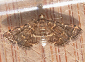Yellow-spotted Webworm